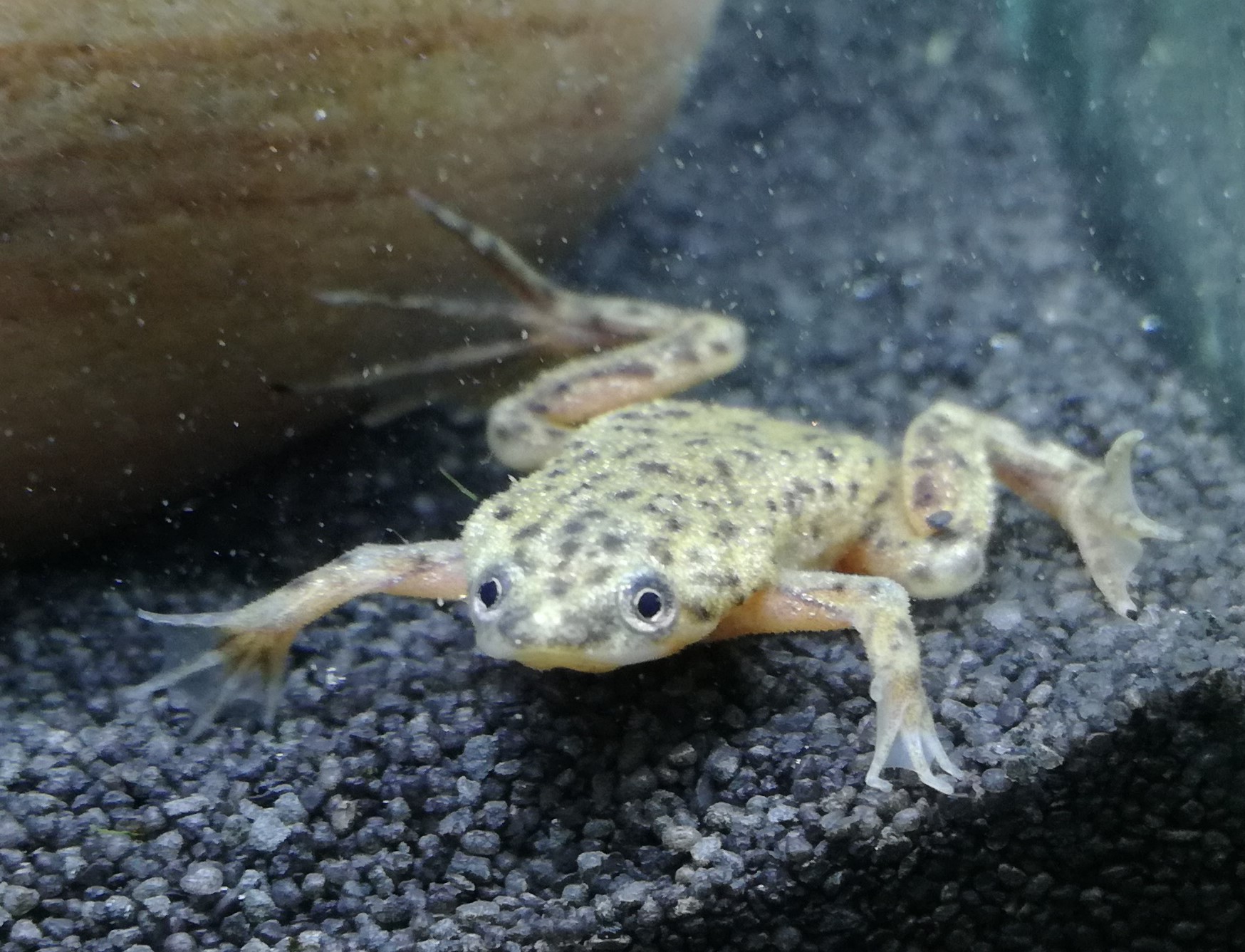 Zierfischzüchterei Schau - Zwergkrallenfrosch, Hymenochirus boettgeri